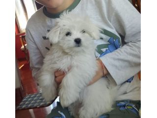 Maltese Toy femmina