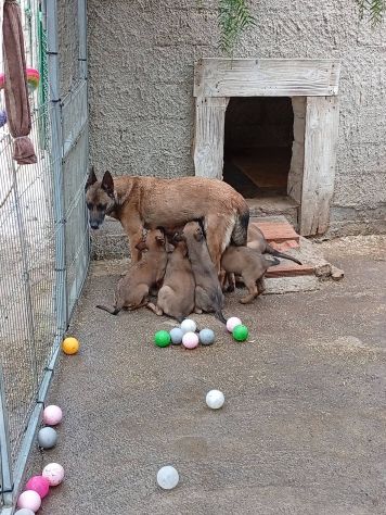 Cuccioli Malinois - Foto 2
