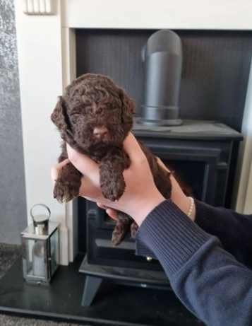 Cuccioli Lagotto romagnolo
