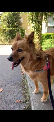 PRISCILLA CERCA CASA CAGNOLINA IN ADOZIONE