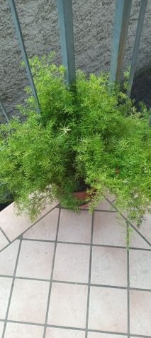 PIANTE ASPARIGINE - Foto 4