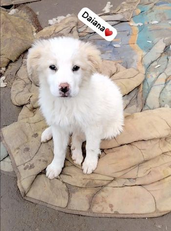 SPLENDIDE CUCCIOLE 3 MESI taglia media IN CANILE - Foto 3