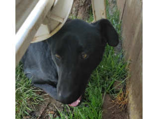 CANE DA ADOTTARE