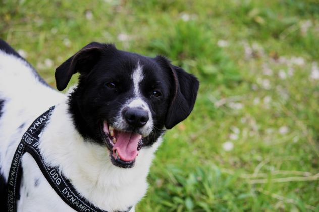 Se cerchi un amico sincero e fedele, devi adottare un cane e Pedro è tuo amico.