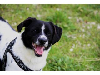 Se cerchi un amico sincero e fedele, devi adottare un cane e Pedro è tuo amico.