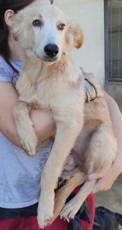 CUCCIOLO IN ADOZIONE: CECCO - Foto 3