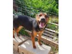 Valentino 2anni nero focato kg14 SOS CASA SICILIA
