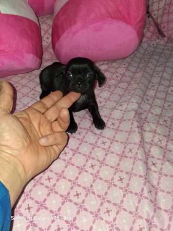 Chihuahua Toy micro - Foto 4