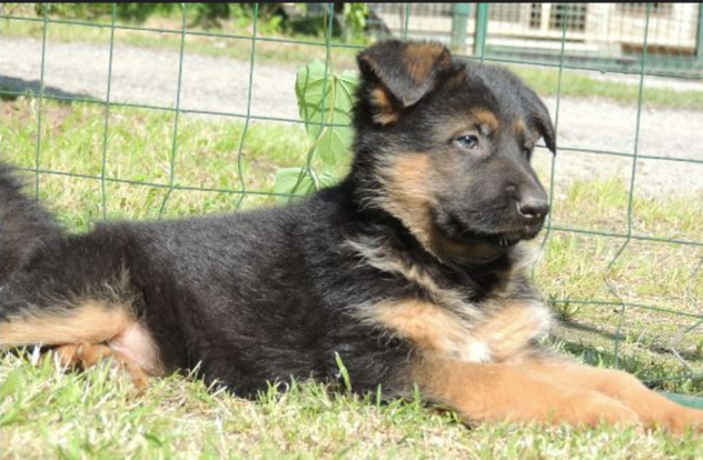 Cuccioli Pastore Tedesco