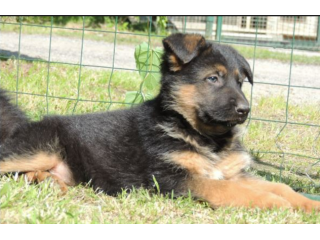 Cuccioli Pastore Tedesco