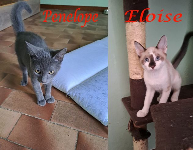 ELEOISE e PENELOPE, adorabili gattine in adozione!