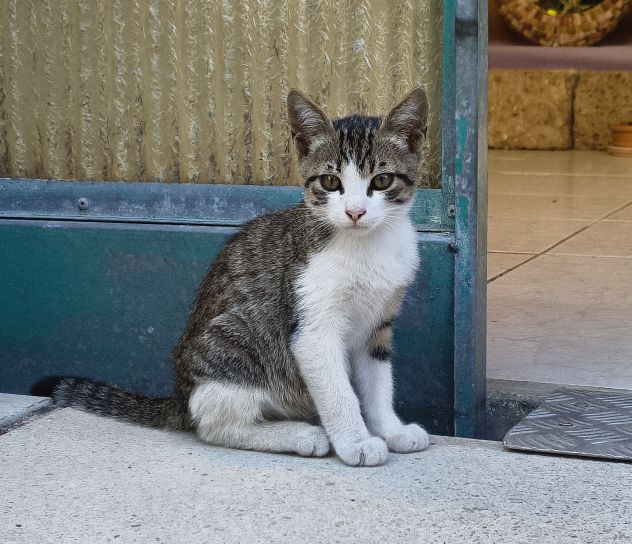 Gattino in affido a Pescara