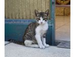 Gattino in affido a Pescara