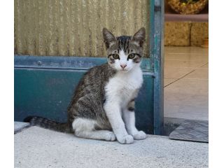 Gattino in affido a Pescara