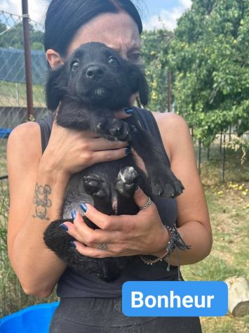 CHANCE E BONHEURE CUCCIOLI IN ADOZIONE - Foto 8