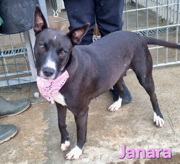 JANARA - Foto 10