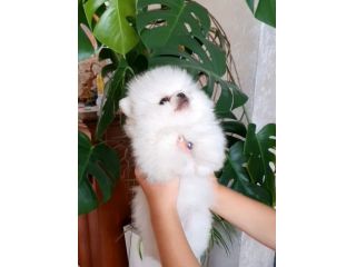 Pomerania maschietto pedigree