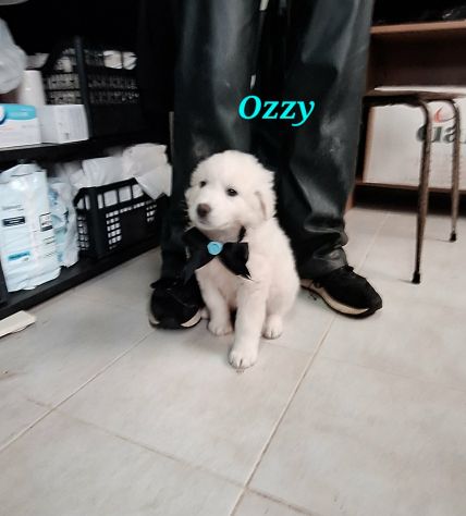 Chi mi vuole strapazzare di coccole? non aspetto altro ! - Foto 2