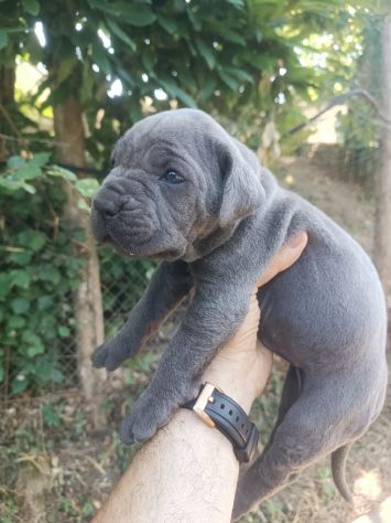 Cane corso cuccioli - Foto 5