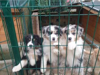 Cuccioli pastore australiano