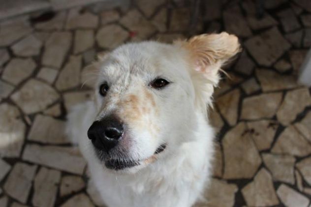 BREE, pastore socievole con tutti - Foto 3