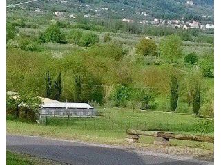 vitalizio per animali domestici