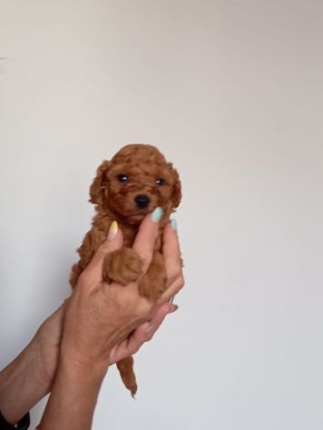 Cuccioli di Barboncino Red Toy - Foto 2
