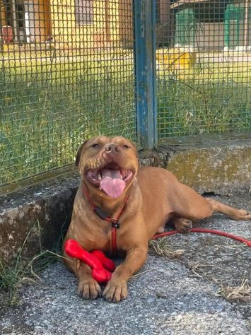 EMMER UNA NUOVA VITA, CANE IN ADOZIONE - Foto 5