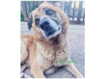 Boris 7anni vive in solitudine ed indifferenza. SALERNO