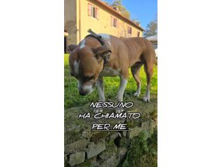 MALAWI, ADORABILE CAGNOLINA IN ADOZIONE
