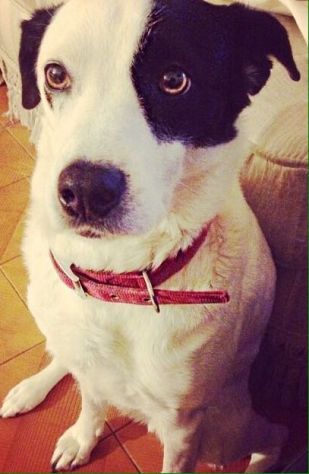 PERRY, adozione urgente per questa cagnolina - Foto 2