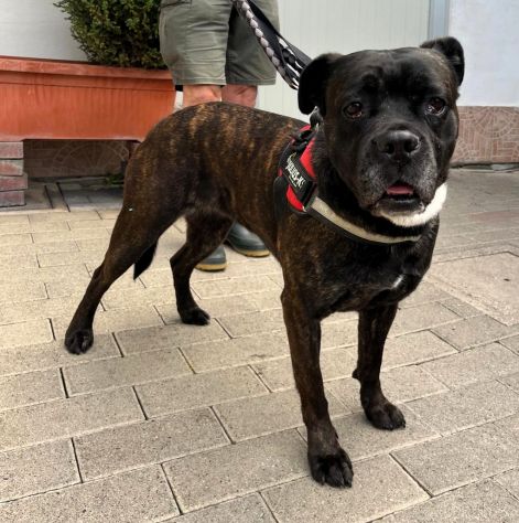 CHERRY BELLISSIMA BOXER
