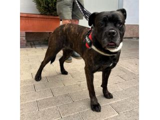 CHERRY BELLISSIMA BOXER