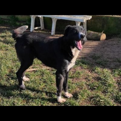 BENNY DOLCE E RISERVATO CAGNOLINO IN ADOZIONE - Foto 3