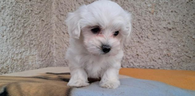 piccoli di maltese