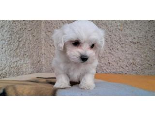 piccoli di maltese
