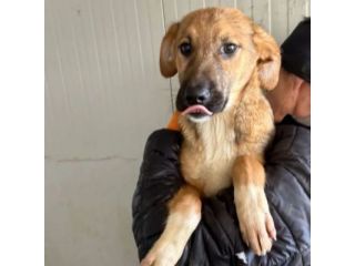 MOCKY un piccolo tenerone, cucciolo in adozione