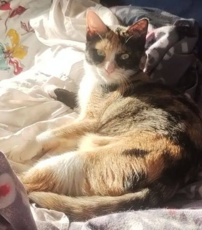 Sula gattina