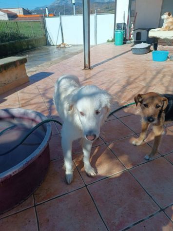 Giulia - Foto 6