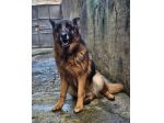 Bellissima Pastore Tedesco 5anni tradita dai padroni. MESSINA