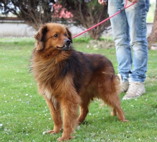 MUSETTO, tenero cagnolino - Foto 3