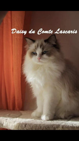Gatte razza Ragdoll in Rehoming - Foto 5