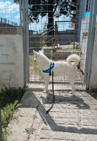 Sono Erik ultimo di 5 cuccioli abbandonati,tutti a casa tranne io,perchè? - Foto 3