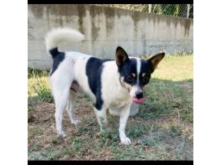 Pouf delizioso cagnolino in adozione taglia piccola