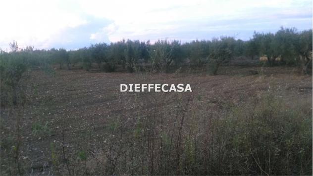 V1510 - In vendita a Marsala terreno agricolo periferia - Foto 2