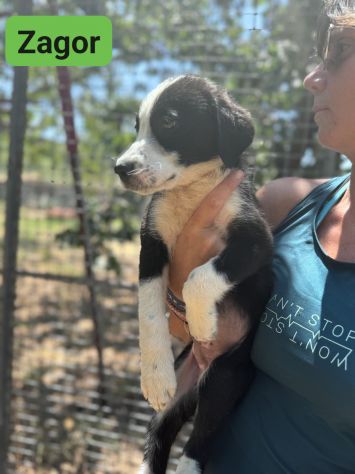 CUCCIOLI IN ADOZIONE - Foto 5