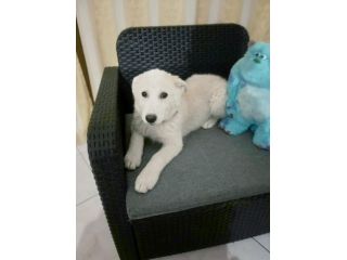 Bellissimi cuccioli incrocio husky