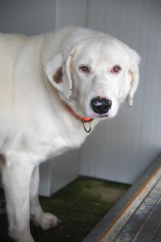 Blanche da cucciola vive in canile - Foto 3