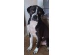DODO' occhi dolci CANE IN ADOZIONE