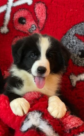 Cuccioli Border Collie di alta genealogia - Foto 2